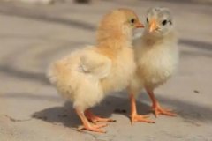 小雞一天吃多少飼料，小雞總叫是怎么回事