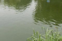 魚(yú)塘水變綠是怎么回事、怎么處理 對(duì)魚(yú)有影響嗎
