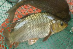 魚類怎樣繁殖下一代，魚類繁殖方式有哪幾種