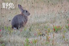 養(yǎng)野兔犯法嗎？養(yǎng)野兔子要注意什么？