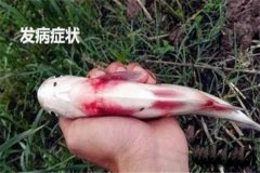 草魚出血病怎么治療，有哪些癥狀？