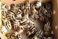 鵪鶉育雛技術(shù)要點：育雛濕度、溫度與密度要求