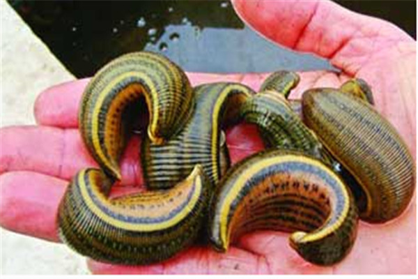水蛭的生物學(xué)特性、繁殖特性