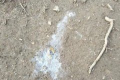 雞拉稀是什么原因引起的，雞拉稀用什么藥治療