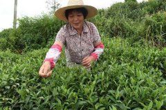 茶葉采摘方法 茶葉合理采摘的要求有哪些？