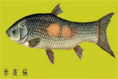 養(yǎng)殖魚(yú)類(lèi)怎樣防治赤皮病？如何預(yù)防？