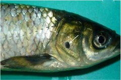 養(yǎng)魚(yú)怎樣防治細(xì)菌性爛鰓?。? /></a>
            <a href=