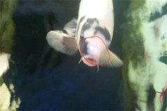 魚(yú)池如何防治白頭白嘴病？怎樣預(yù)防？