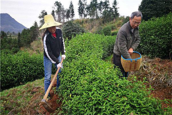 幼齡茶樹的除草、松土