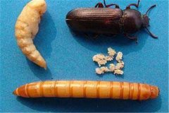 黃粉蟲卵、幼蟲、蛹和成蟲的形態(tài)特征介紹