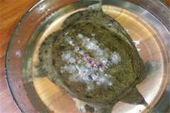 怎樣防治甲魚(yú)白斑病？