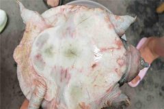 怎樣防治甲魚(yú)腐皮病，其癥狀表現(xiàn)如何？
