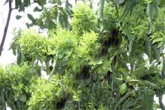 怎樣防治棗樹(shù)的棗瘋病 棗瘋病的病源是什么？