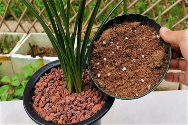 怎樣播種熱帶蘭花，熱帶蘭的種植方法