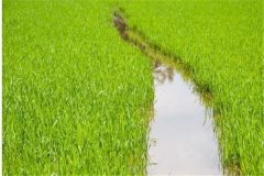 水稻前期、中期和后期的濕潤灌溉技術(shù)要點簡介