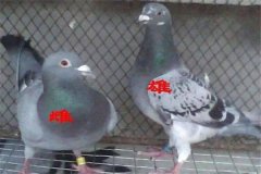 怎樣挑選優(yōu)良的鴿子 鴿子年齡、雌雄的鑒別方法
