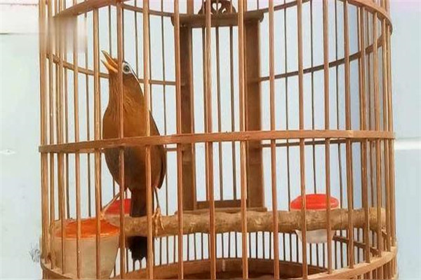 怎樣飼養(yǎng)雛畫眉鳥(niǎo)