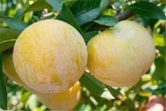 奈李產(chǎn)地是哪里，奈李什么時(shí)候成熟上市？