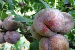三華李產(chǎn)地是哪里，三華李怎樣栽培與管理