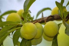 蜂糖李產(chǎn)地在哪里？適合在哪些地區(qū)種植？