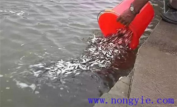 提高魚種質(zhì)量