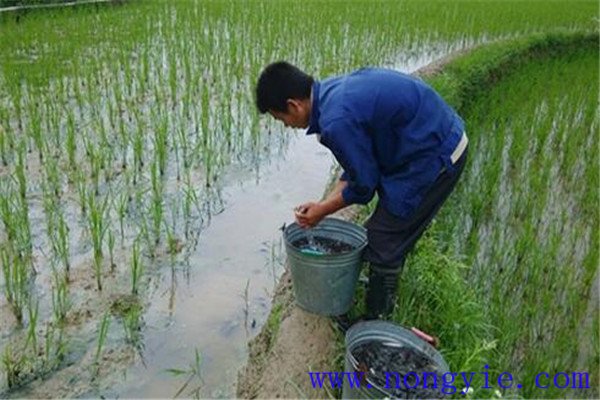 稻田養(yǎng)殖草魚發(fā)病率低，容易管理