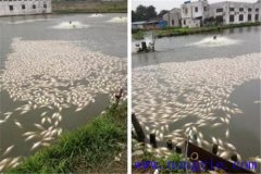 池塘魚(yú)中毒與泛塘有什么區(qū)別，如何辯別？