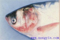 魚細菌性敗血癥的癥狀、發(fā)病原因和治療方法