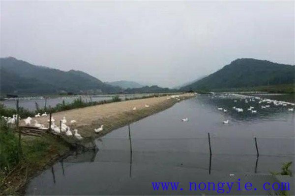 魚、鵝綜合養(yǎng)殖的模式
