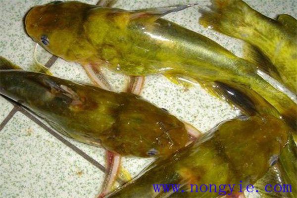 瓦氏黃顙魚孵化的水質條件