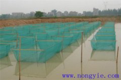 黑魚1齡魚苗放養(yǎng)密度、培育方法和越冬管理