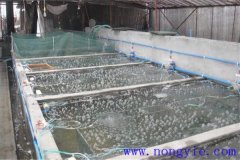 如何選擇魚(yú)苗、魚(yú)種池，又怎樣清整、施肥
