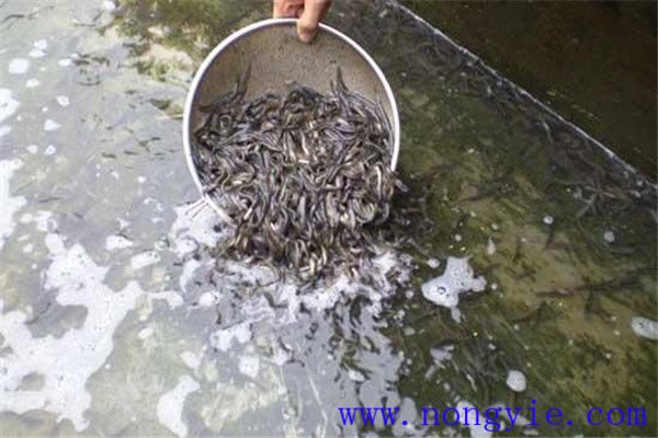培育魚苗、魚種的方法