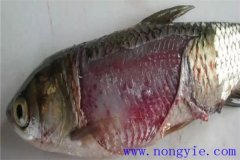 淡水魚細(xì)菌性爛鰓病如何治療，用什么藥防治？