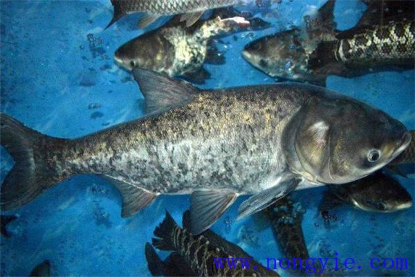 鰱魚、鳙魚親魚秋培技術(shù)與方法