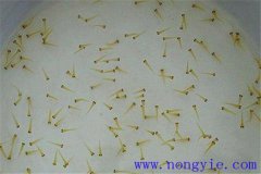 培育魚苗、魚種需要哪些工具
