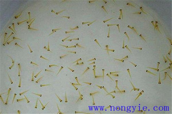 培育魚(yú)苗、魚(yú)種需要哪些工具