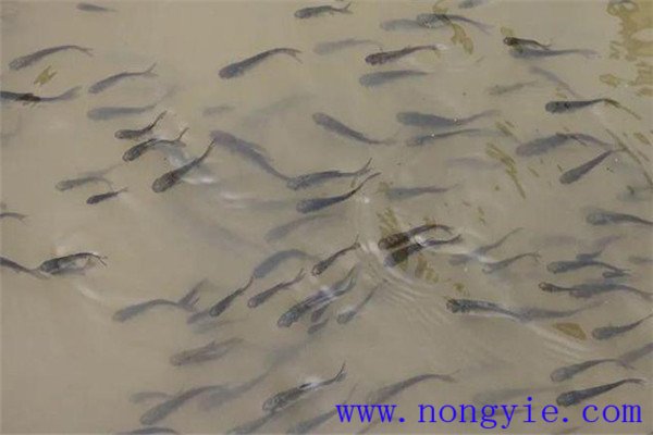 魚(yú)種、秋花和春片
