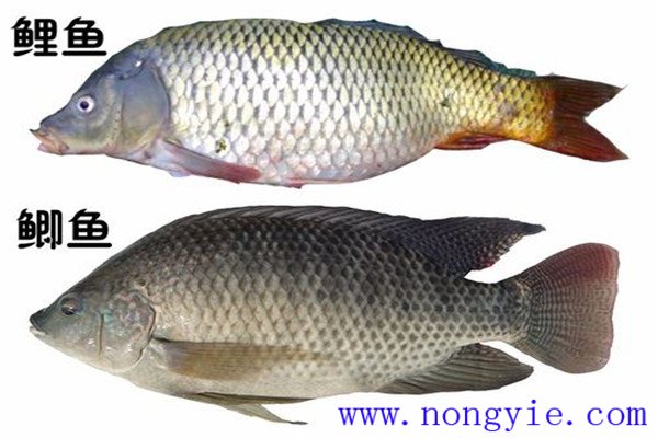 鯉魚、鯽魚