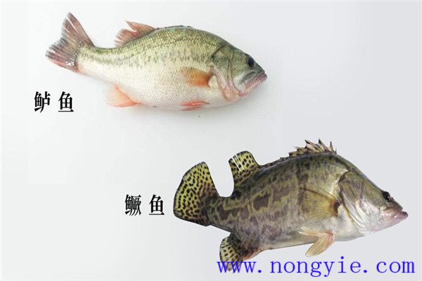 鱖魚、烏鱧、加州鱸