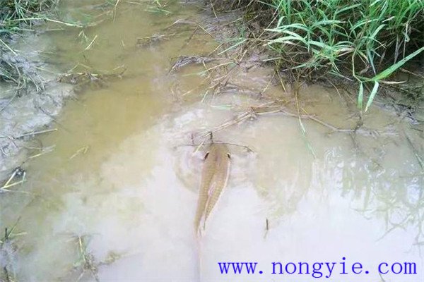 怎樣利用小山塘、魚池、坑凼培育魚苗、魚種
