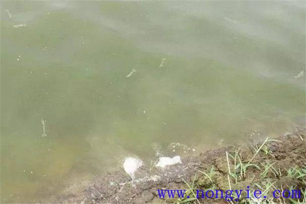 施肥要注意改善魚苗、魚種池水質(zhì)