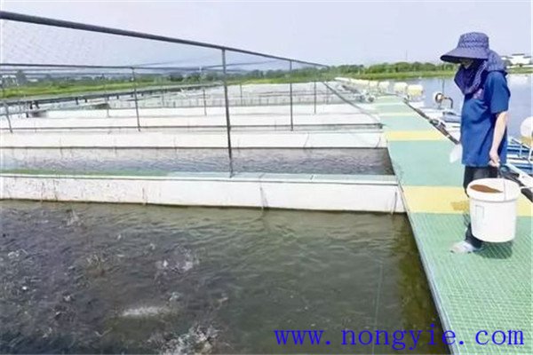保證飼料質(zhì)量、掌握好投喂量