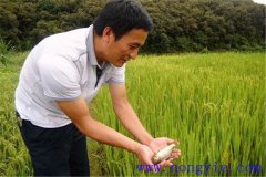 稻田養(yǎng)魚為什么不普及，其限制性因素有哪些？