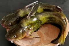 如何宰殺黃骨魚、怎么清洗，怎么挑選黃骨魚