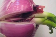 洋蔥發(fā)芽能不能吃，怎么避免洋蔥發(fā)芽？