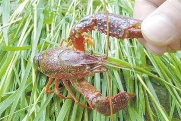 針對小龍蝦的攝食特點(diǎn)，科學(xué)投喂