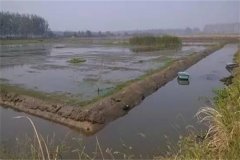 稻田青蝦、河蟹混合立體養(yǎng)殖技術(shù)簡(jiǎn)介