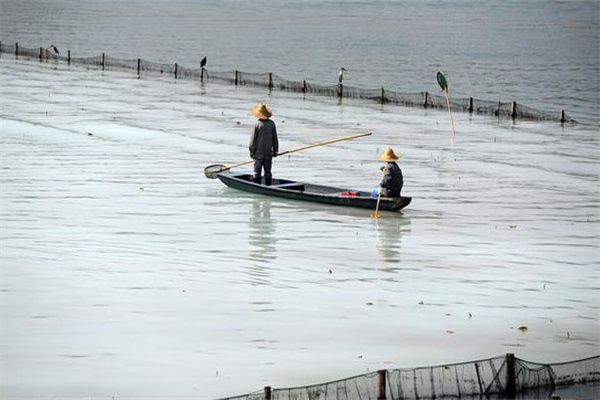 清除野雜魚，減少爭食者