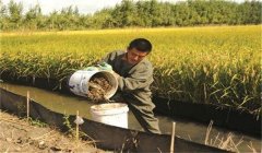 稻田養(yǎng)蟹怎樣控制餌料投放？